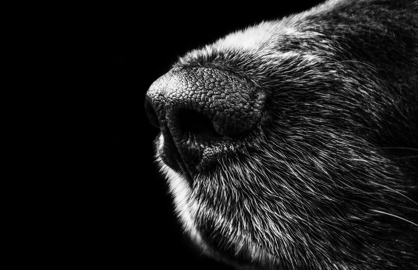 Vasanello: Cane da caccia salvato dai Vigili del Fuoco