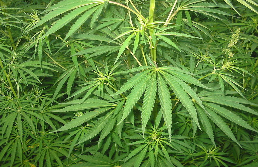 Cento parlamentari per la cannabis legale