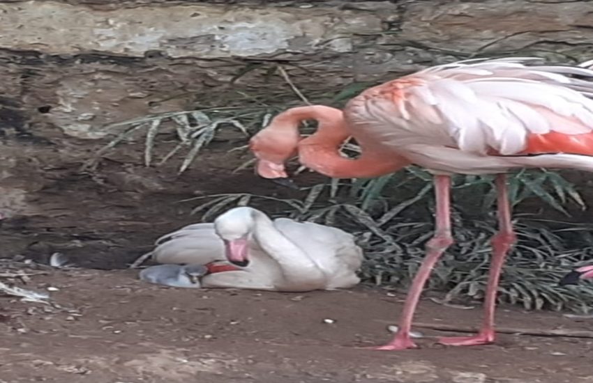 Nasce un  fenicottero a Parco d’Orleans