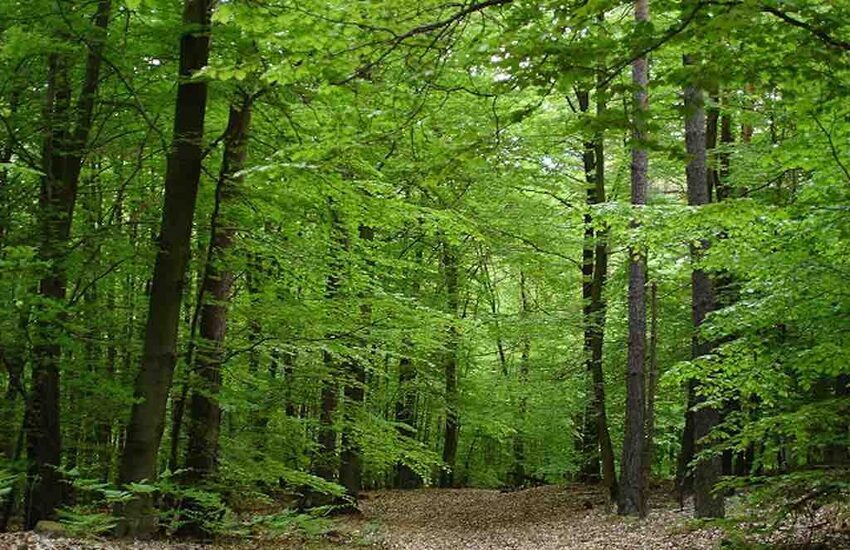 Istruttore forestale, Imprudente parla del concorso nazionale: “pubblicato avviso di selezione, 4 posti per L’Abruzzo”