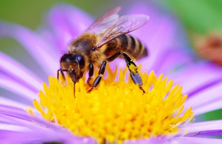 Padova, nasce il decalogo per tutelare api e biodiversità
