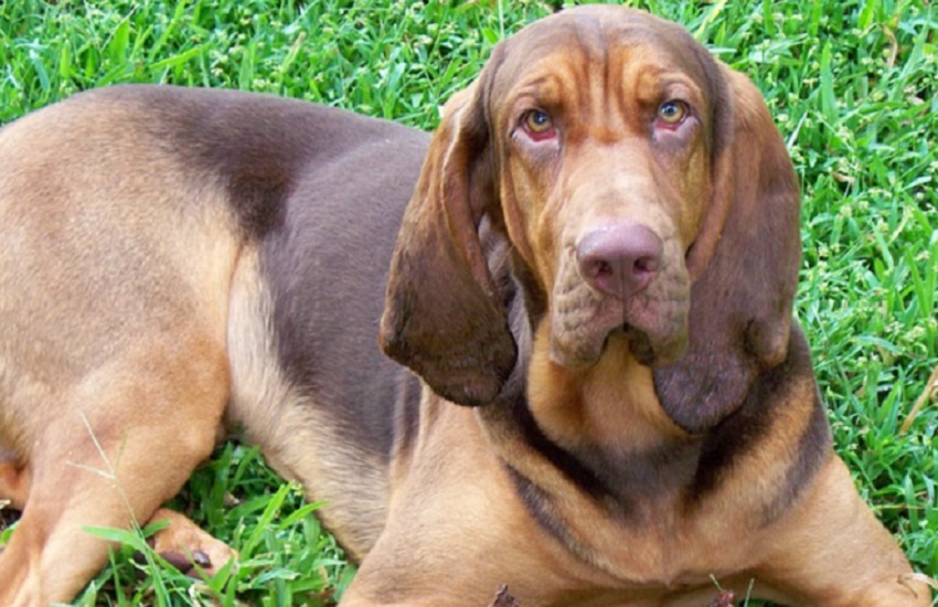 Tagliacozzo: cani da caccia con radiocollare a rilascio di scarica elettrica