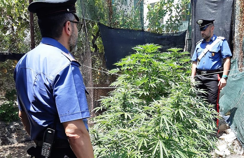 Villaggio Dusmet, i carabinieri sequestrano mini piantagione di marijuana