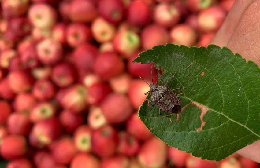 Vespa giapponese contro cimice asiatica. Così il trentino prova a salvare le sue mele