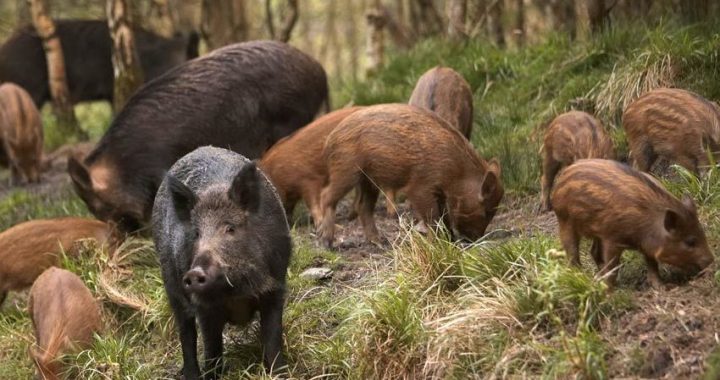 caccia al cinghiale