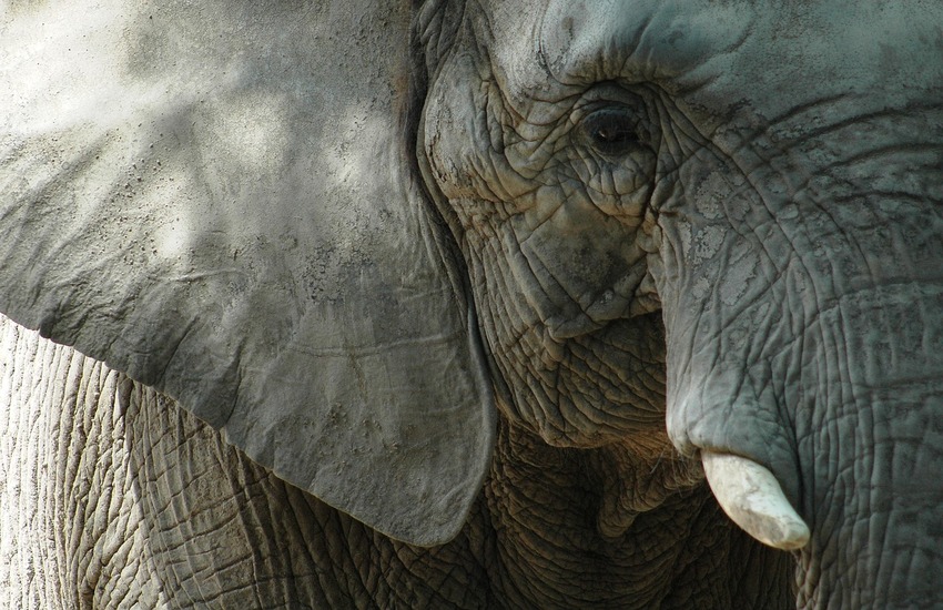 Elefantessa assassinata con un petardo. Catturato il suo carnefice