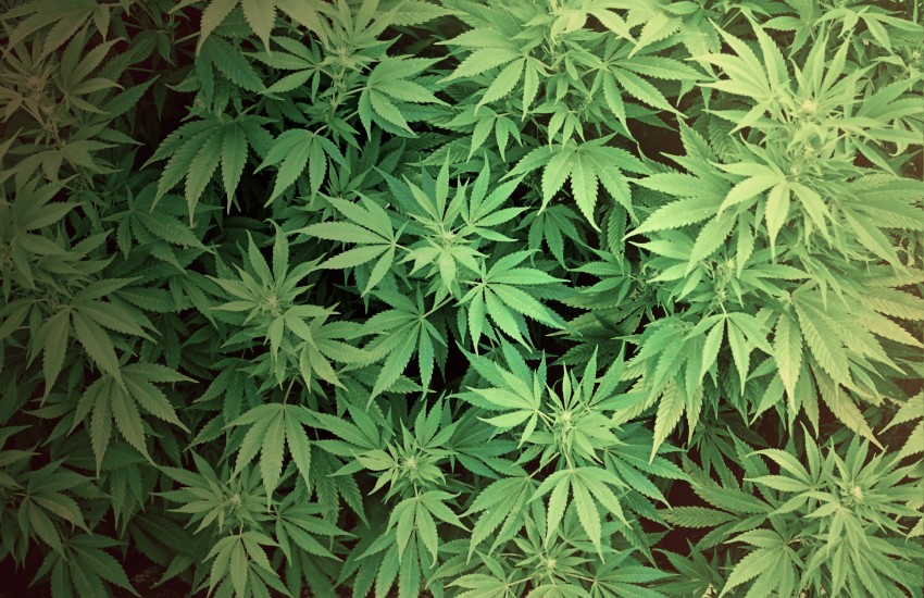 Coltivava piante di marijuana, in manette 57enne ad Aprilia