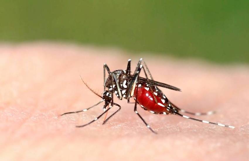 Un incontro per difendersi dalle zanzare