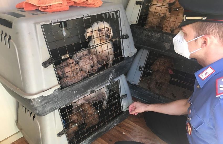 Allevamento abusivo di cani di razza a Pompei, un uomo denunciato per maltrattamento di animali
