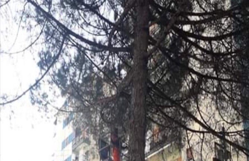 In Commissione il caso degli alberi abbattuti in viale Colli Aminei