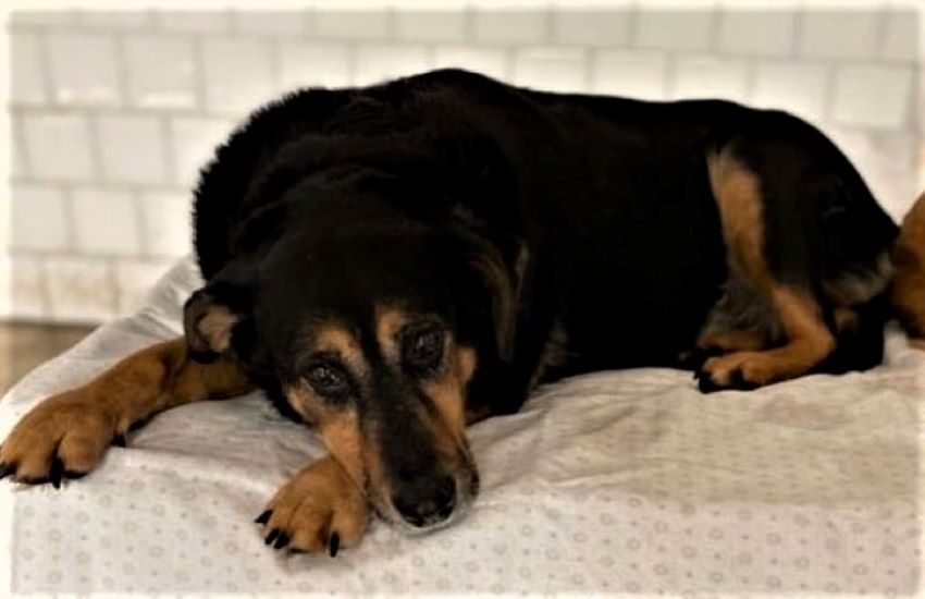 Messina, no alla deportazione dei randagi: lunedì sit in davanti al Municipio