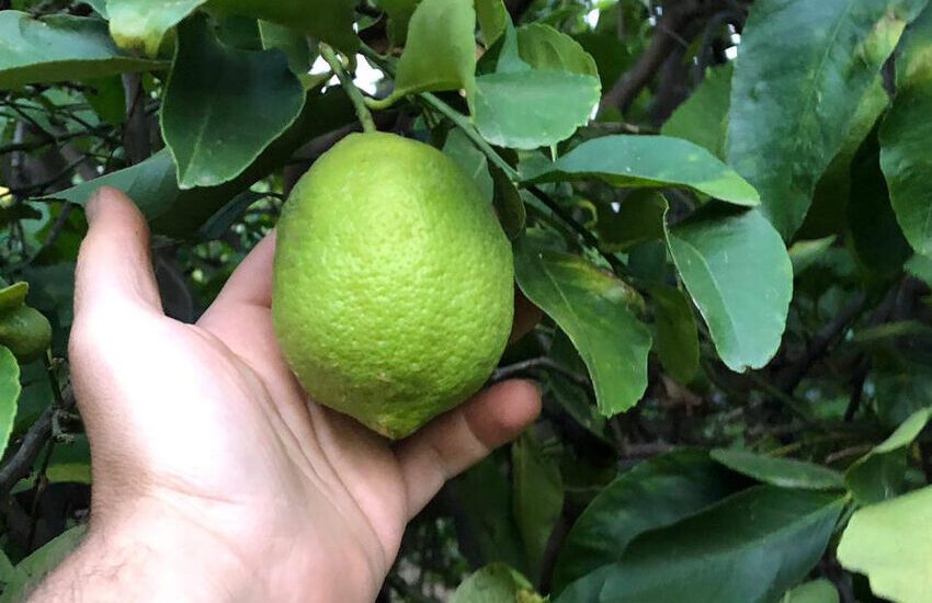 Preso con i… limoni nel sacco: arrestato catanese