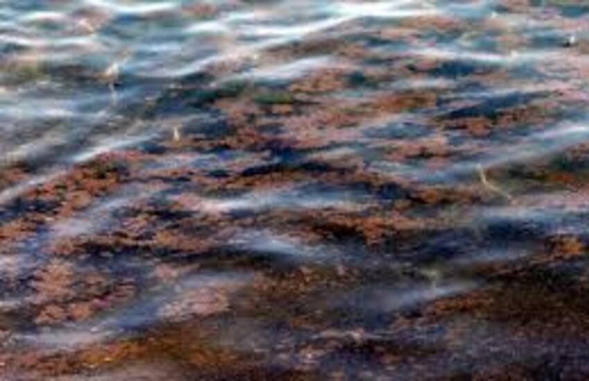 Torna l’alga tossica in Puglia, allerta a Molfetta, Giovinazzo e Torre Canne