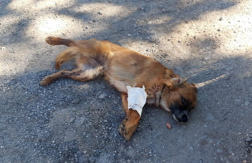 Cane preso a fucilate in via Quarto La Macchia a Sezze: soccorso da un residente