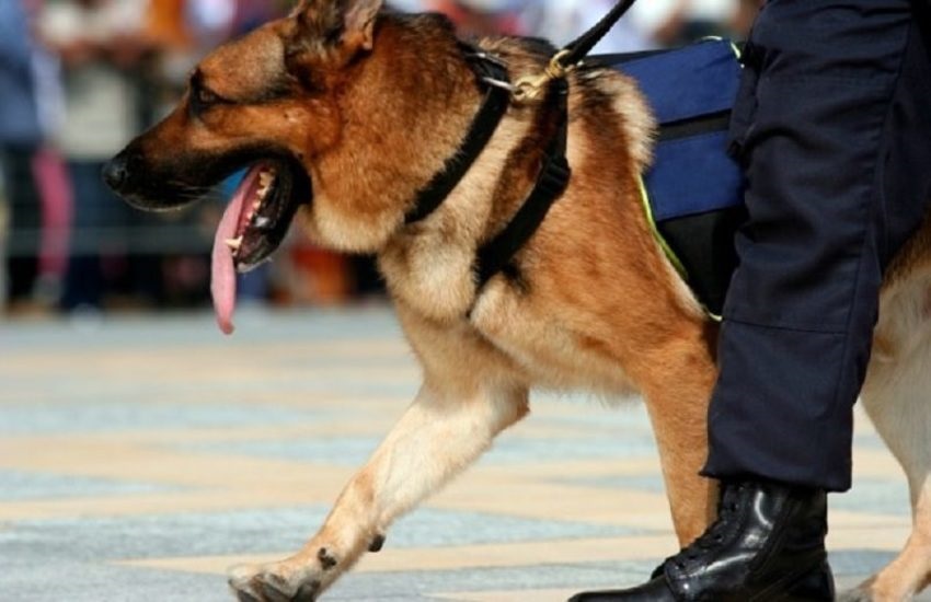 Un battaglione di agenti e due cani antidroga hanno monitorato la movida pratese