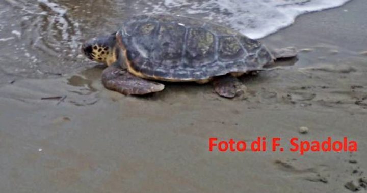 Caretta-Caretta