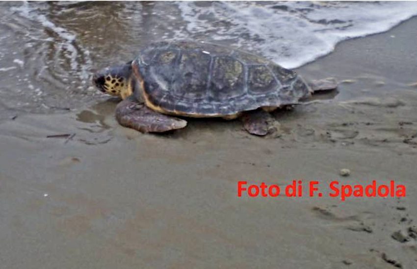 Le caretta caretta: per residenza?