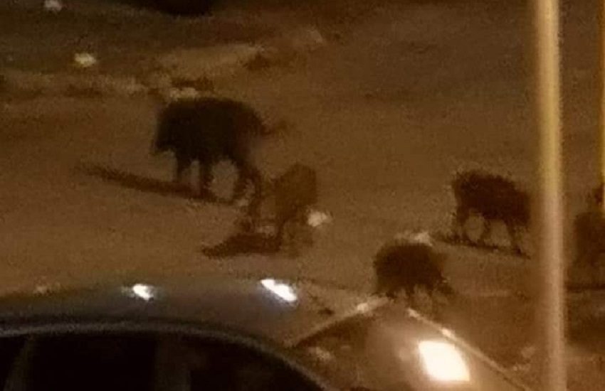Cimitero dei Rotoli, gabbie contro i cinghiali a difesa delle tombe