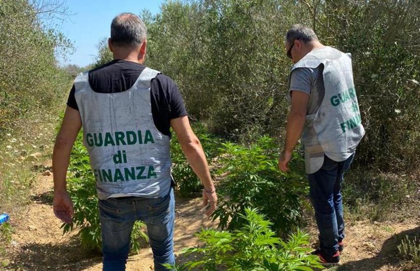 Maxi coltivazione di cannabis a Campo Panareo, scatta il sequestro delle Fiamme Gialle