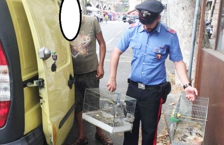 Catania, voleva vendere sottobanco volatili di specie protetta, denunciato