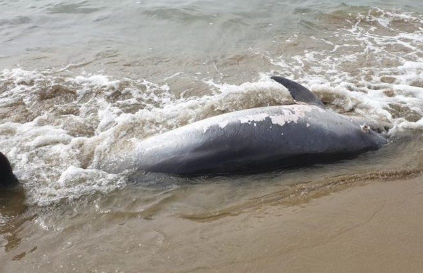 Altro delfino trovato morto in provincia di Latina