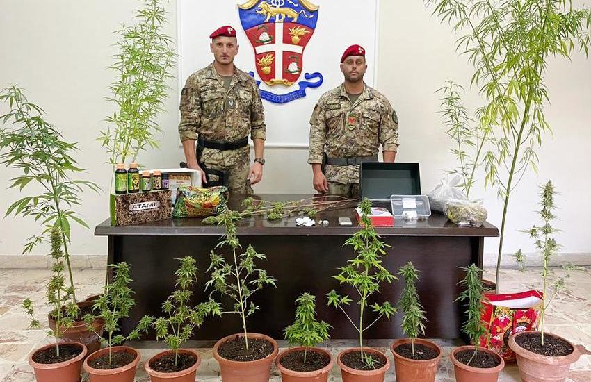 Paternò, terrazzo con vista “stupefacente”, arrestato pusher con 15 piante di cannabis