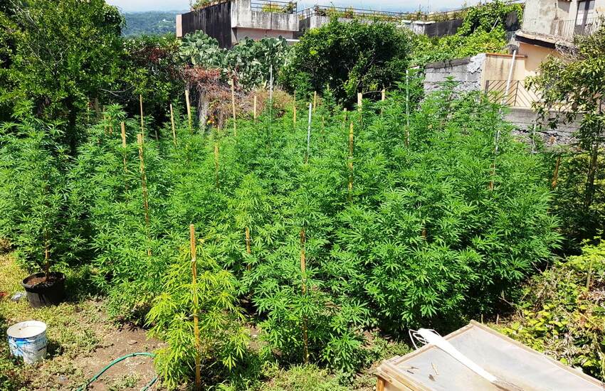 Giarre, incensurato 57enne con il pollice verde beccato mentre irriga 60 piante di cannabis
