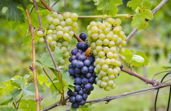 lieve calo vendemmia chianti