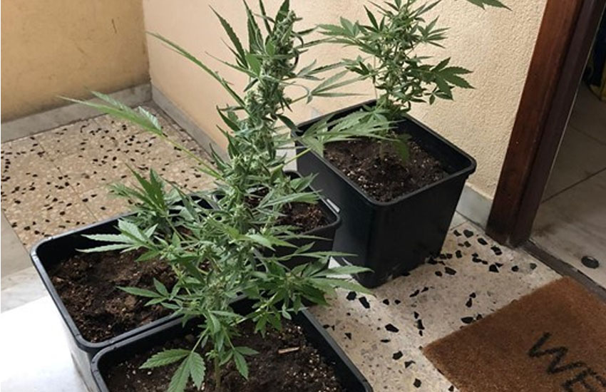 Picanello, coltivava marijuana in casa: arrestato dalla Guardia di Finanza