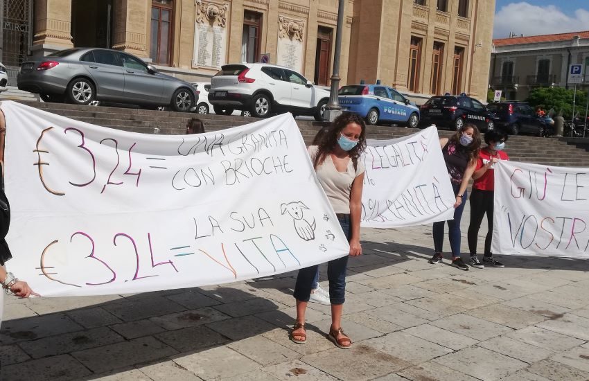 “Affaire” randagi, la protesta dei volontari e degli animalisti di Messina