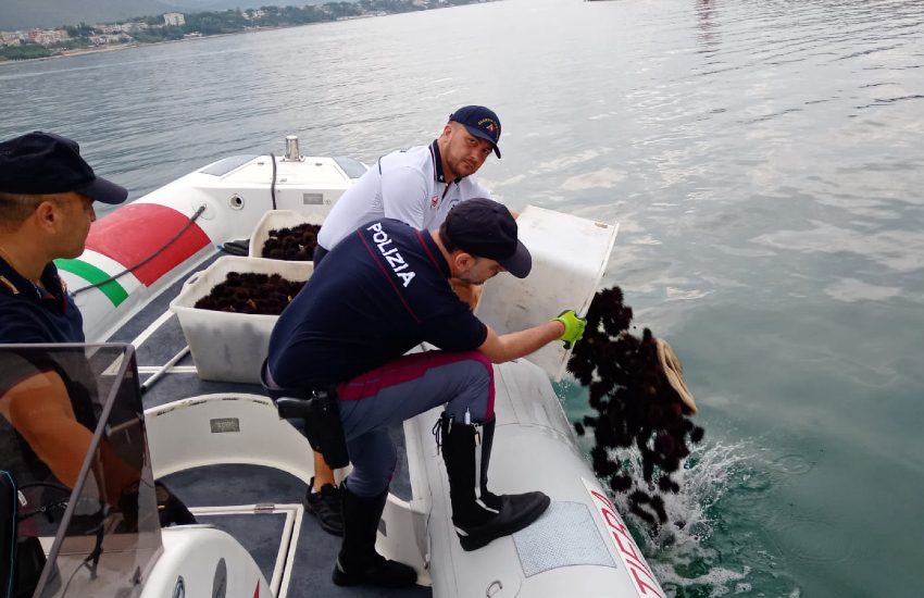 La stradale di Cassino sequestra 2500 ricci di mare; liberati al largo di Gaeta