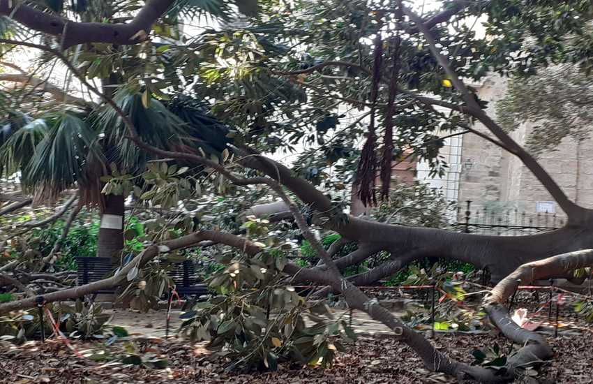 Palermo, il ficus di Piazza Marina provato dagli squilibri idrici