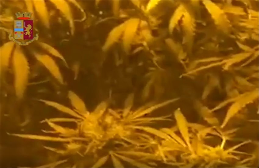 Coltivazione di marijuana in casa, denunciato un 56enne di Pianura (VIDEO)