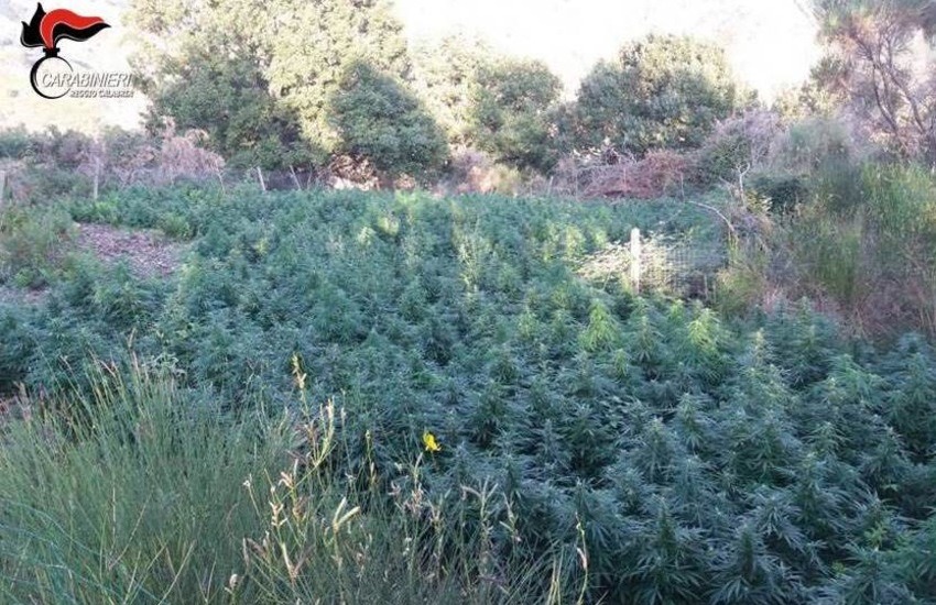 Sequestrate 2000 piante di marijuana a Gioiosa Ionica