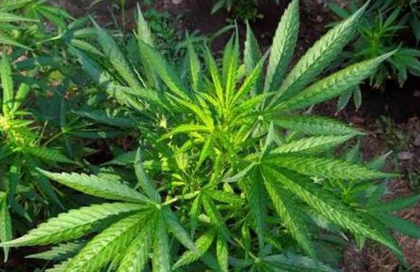 Gioiosa Ionica: rinvenute dai Carabinieri 700 piante di marijuana
