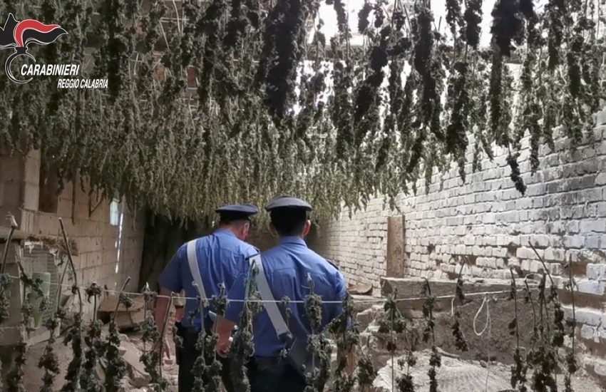 Reggio Calabria, Capannone industriale abbandonato adibito ad essiccatoio di marjuana, 7.000 piante sequestrate a Taurianova