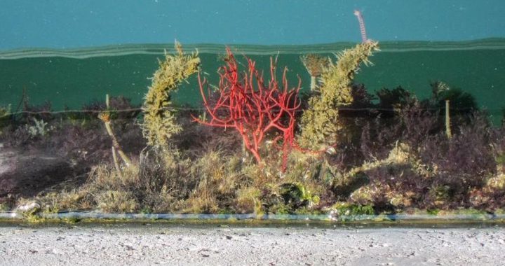 Gorgonia-Leptogorgia-sarmentosa specie aliene