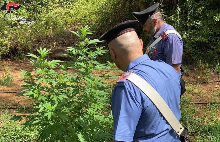 Melicucco: sequestrata piantagione di marijuana, 2 arresti