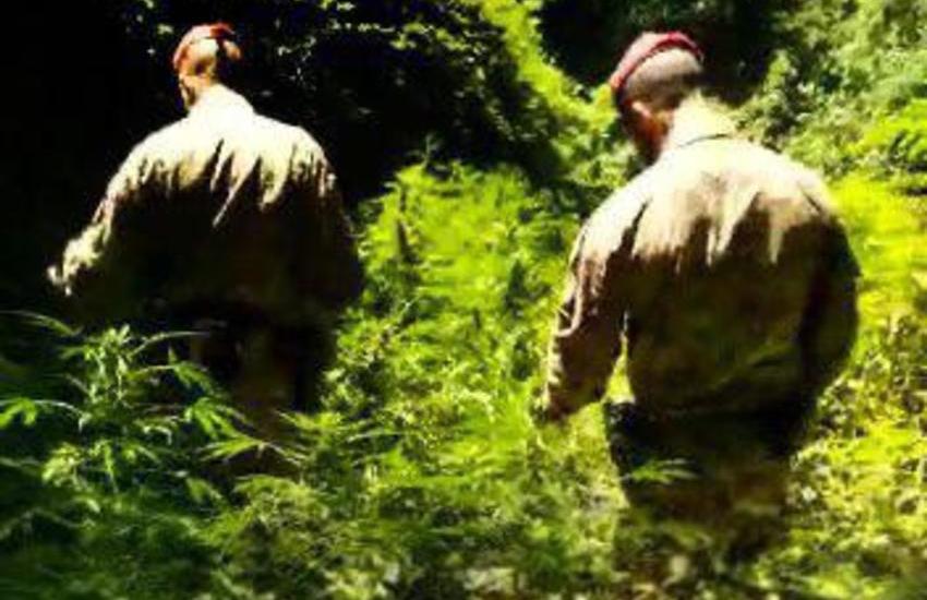Trovata piantagione, 950 piante di marijuana distrutte