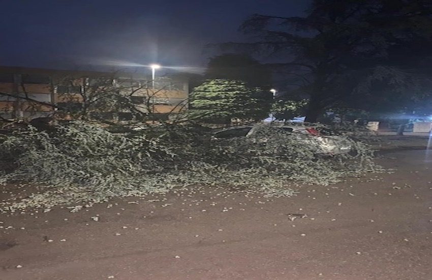 Parma – Maltempo: pioggia vento e alberi divelti – FOTO