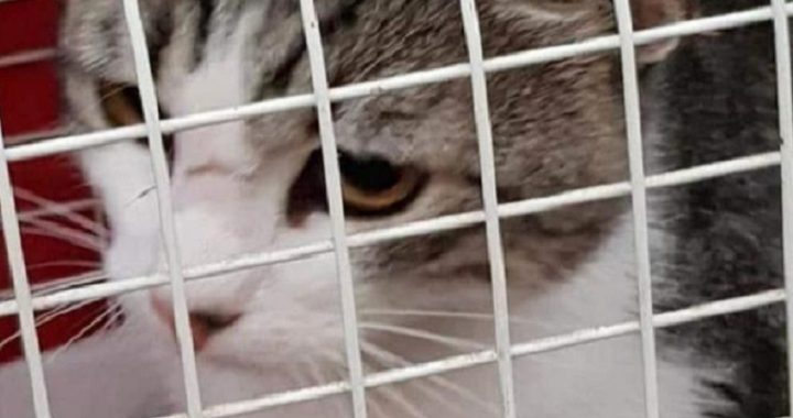Gatto salvato a Coppito, sta bene: la fine di una travagliata vicenda