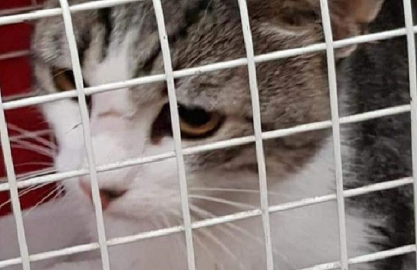 Orrore nel Salento. Veleno per uccidere i gatti della colonia felina: muoiono in tre, salvati altri sette