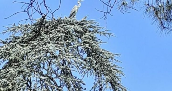 airone parco 2 giugno bari