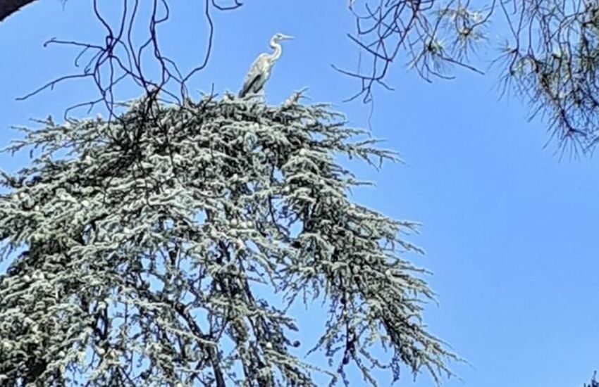 Un airone tra gli alberi del Parco 2 Giugno. Ha trovato casa durante il lockdown