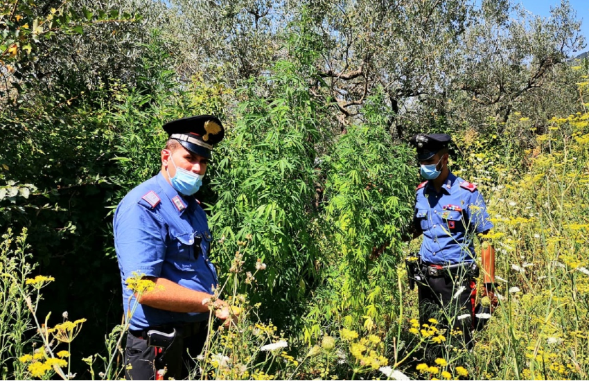 Curava vasta piantagione di marijuana, arrestato