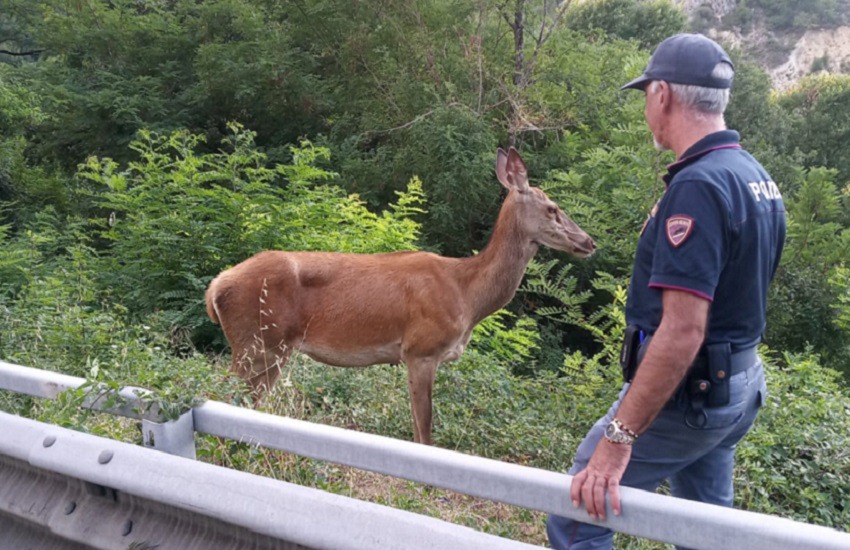 Polizia di Stato: salvato un giovane cervo sulla Strada statale 17