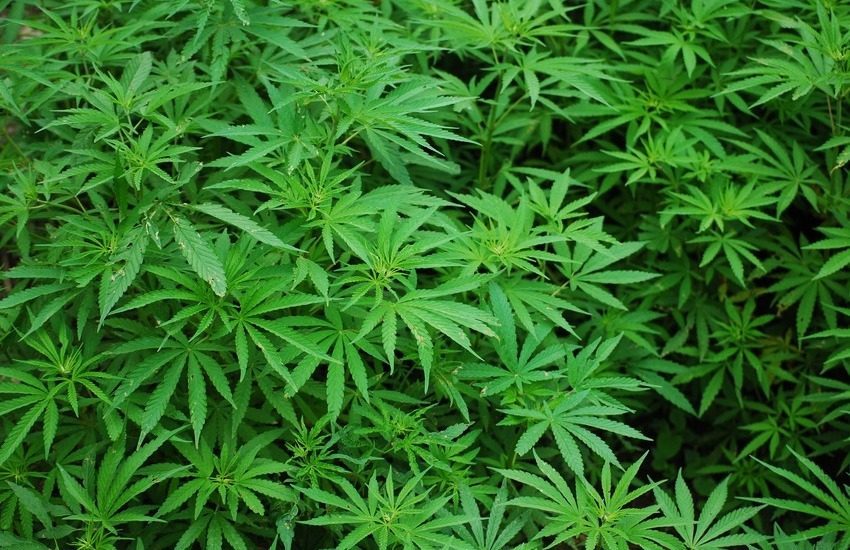 Fiumefreddo di Sicilia, panettiere con il pollice verde, cannabis sul balcone