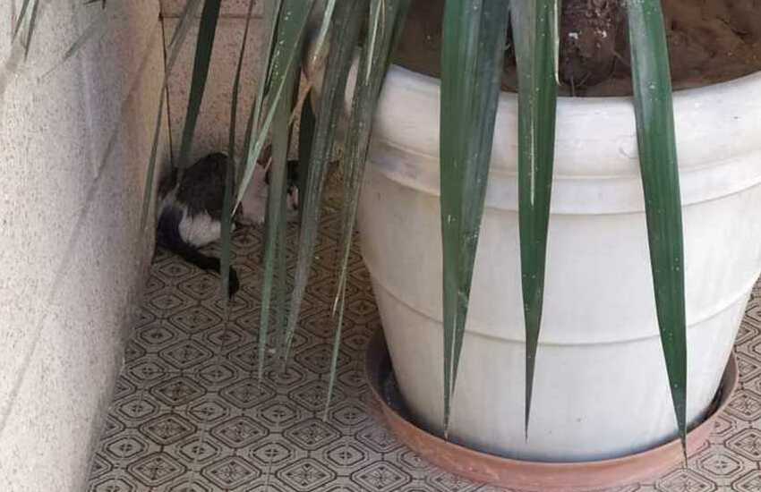 Intrappolato da due giorni in un tubo, gattino salvato dai Vigili del Fuoco