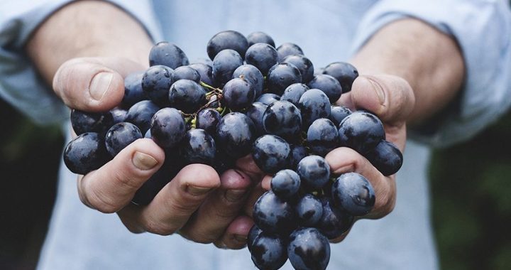 vino e uva