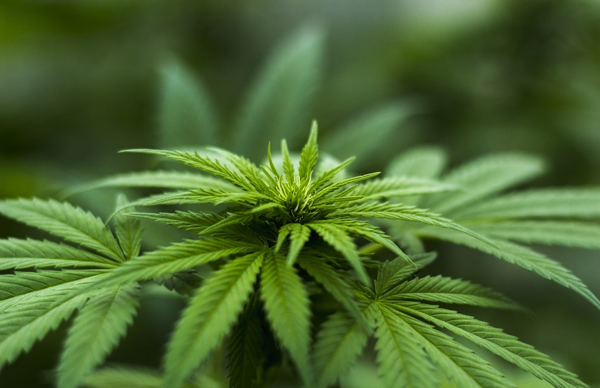 Teano, scoperto un campo con 10 piante di cannabis: ecco quel che è successo